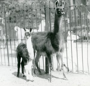 Un bébé lama ou cria avec sa mère au Zoo de Londres, août 1923 - Frederick William Bond